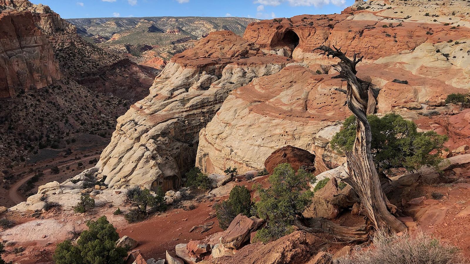 Landscape photo of dead and living juniper trees in the foreground, red rock and red dirt, and in the distance, white and red striped sandst
