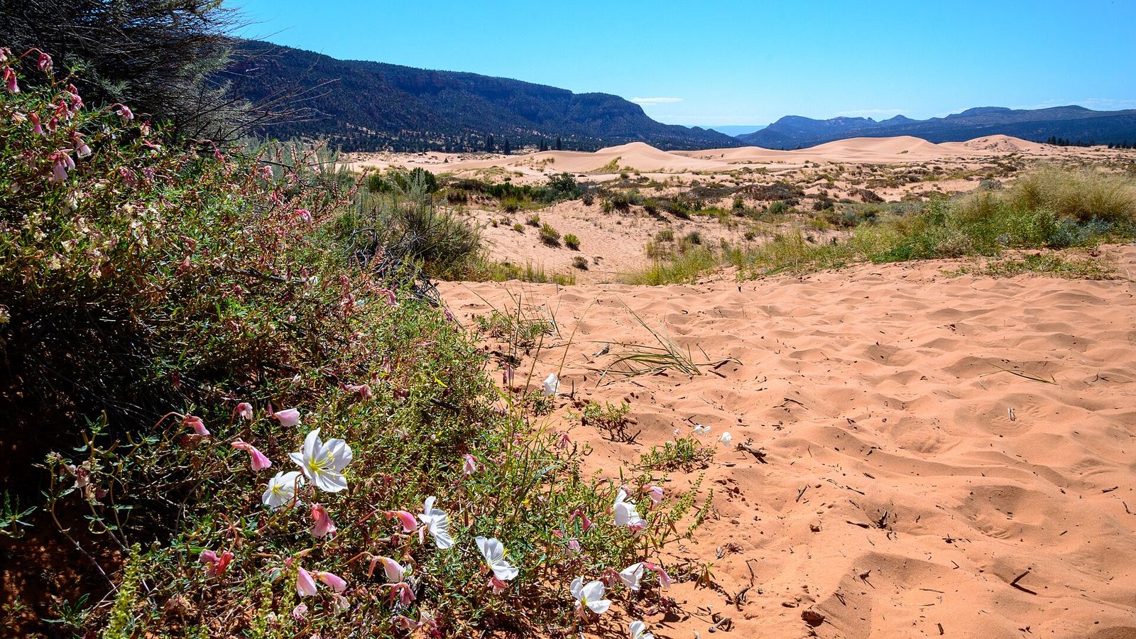 Coral Pink Sand Dunes State Park